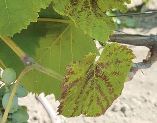 Добра циркуляція повітря у винограднику знижує інтенсивність розвитку альтернаріозу