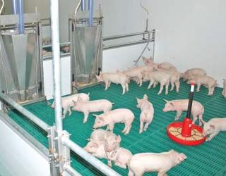 Найбільшим попитом серед племінних свиней користуються термінальні тварини