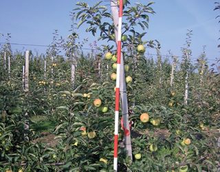 Польські вчені дослідили можливості підщеп для яблуні Мутсу