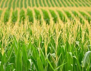 Важливим елементом технології вирощування кукурудзи є термін її сівби
