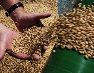 Куліндорівський комбінат хлібопродуктів прийняв 7 тис. тонн зерна нового врожаю