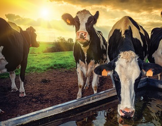 Недостатнє напування на пасовищі викликає неспокій у корів