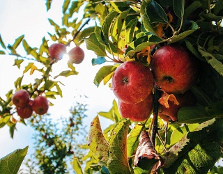 Як визначити вміст елементів живлення у листі яблуні