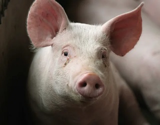 Вартість живця свиней коливається в незвично широкому діапазоні
