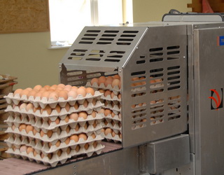 За п’ять місяців виробництво яєць зросло на 6,7%