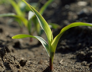 До стадії восьми листків кукурудза споживає лише 2% необхідного їй азоту