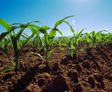 У посушливі роки для кукурудзи важливим є позакореневе підживлення