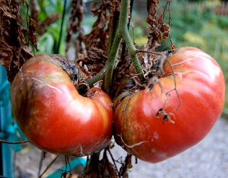 Розвитку альтернаріозу томатів сприяє нестача азоту і калію