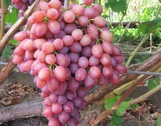 Вітчизняні вчені працюють над селекцією безнасінних сортів винограду