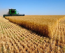 У Криму зібрали зернові й зернобобові майже з половини площ