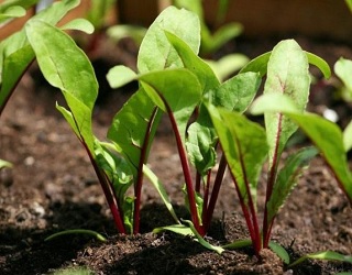 Вирощування буряків після картоплі і капусти сприяє розвитку бурої гнилі