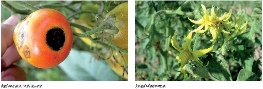 Як правильно підживити томати під час цвітіння і зав'язування плодів?
