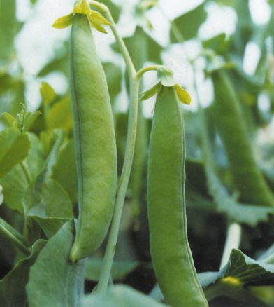 Технологія вирощування овочевого горошку