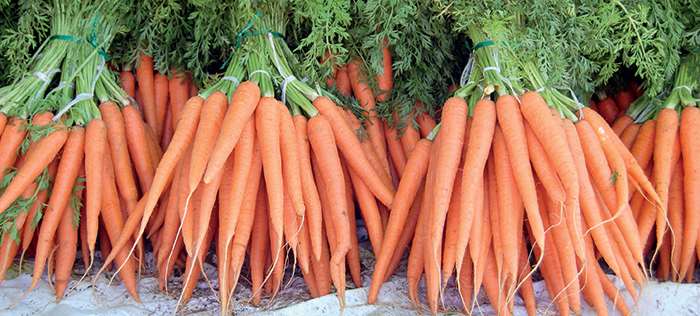 Морква столова ранньою весною