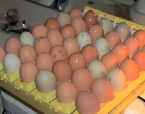 Чому варто мити інкубаційні яйця