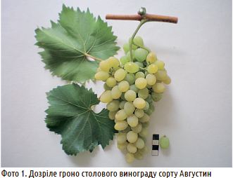 Новий виноград