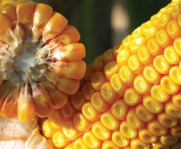 Удобрення кукурудзи: на часі економія
