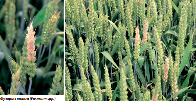 Прикладні аспекти контролю фузаріозу колоса у посівах зернових культур