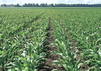 Критерії вибору гібридів кукурудзи для різних агрокліматичних зон