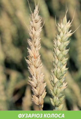 Система фунгіцидного захисту озимої пшениці від компанії BASF — інвестиції перевірені часом