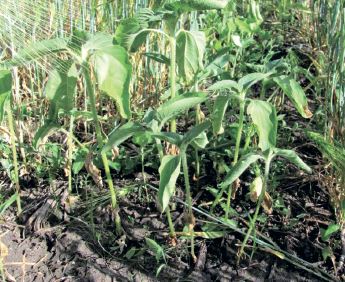 Особливості боротьби з падалицею стійких гібридів соняшнику в посівах зернових