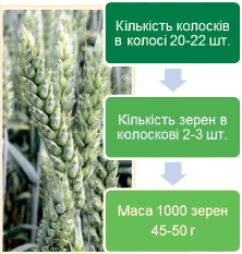Адексар® Плюс — ключ до реалізації потенційної продуктивності колоса зернових культур