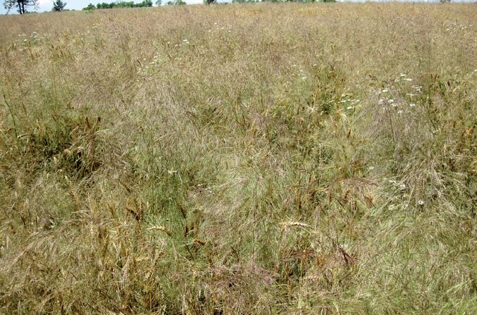 Монітор — найкращий спосіб боротьби з метлюгом звичайним на посівах озимої пшениці