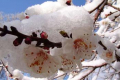 Через сніг у Греції очікують неврожаю персиків та ранньої картоплі