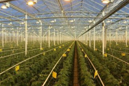 Рівномірне освітлення теплиць спрощує догляд за рослинами