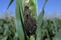 За вирощування кукурудзи в монокультурі зростає ризик ураження летючою сажкою