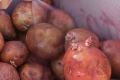 Протруйники картоплі додали від 1 до 9 т/га урожаю