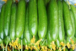 Ринок тепличного огірка в Україні впав на $0,5 млн, але має потенціал зростання