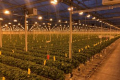 Нідерландські тепличники вирощують три найзатребуваніші сорти полуниць