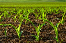 Невисокі дози фосфорних добрив найефективніші за рядкового внесення на всіх типах ґрунтів