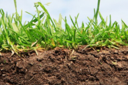 Запаси вологи в метровому шарі ґрунту на Одещині та Миколаївщині здебільшого достатні