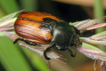 Спалахи чисельності хлібних жуків залежать від абіотичних чинників