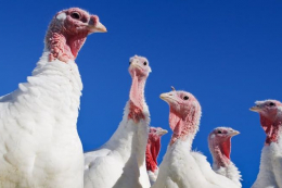 За 3 квартали на перероблення надійшло на 2,8% більше індиків