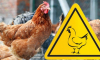 У Німеччині через грип птиці знищено 29 тис. курей