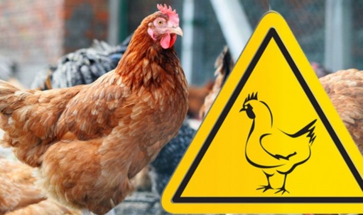 У Німеччині через грип птиці знищено 29 тис. курей