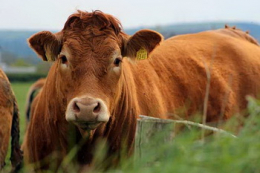 Геномне тестування ВРХ потребує системного підходу