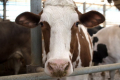 Як розпізнати кетоз у корів