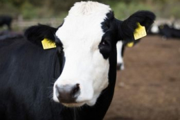 У сумському господарстві виявили лейкоз у ВРХ