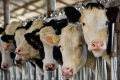 Розташування хедлоків під кутом дозволить збільшити фронт годівлі корів