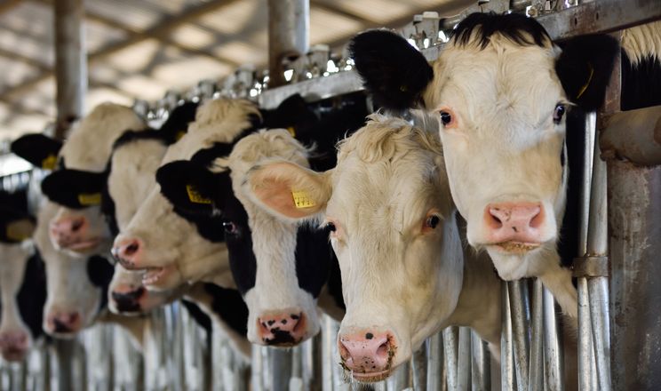 Високопродуктивна корова й ефективна корова – це різні речі
