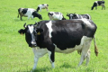 Рівненське господарство наростило молочну продуктивність корів