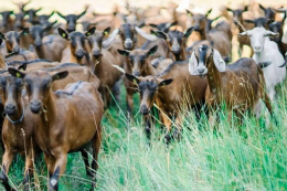 У ДАР  припинено подання заявок на дотацію для утримання овець та кіз