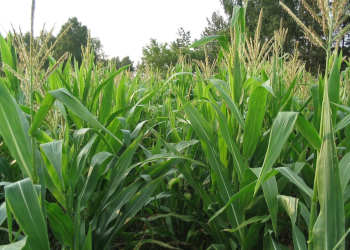Як ширина міжряддя кукурудзи впливає на забур’яненість посівів