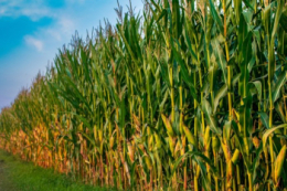 Скільки вологи потрібно для ефективного підживлення кукурудзи