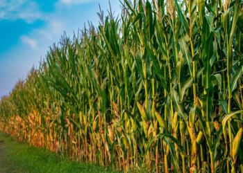 підживлення кукурудзи