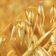 Фермер відмовився від вирощування кукурудзи на користь проса та вівса